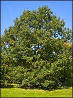 Eastern black oak (Quercus velutina). Credit: Wikimedia Commons.