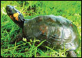 Bog turtle (Glyptemys muhlenbergii). Credit: U.S. Fish and Wildlife Service