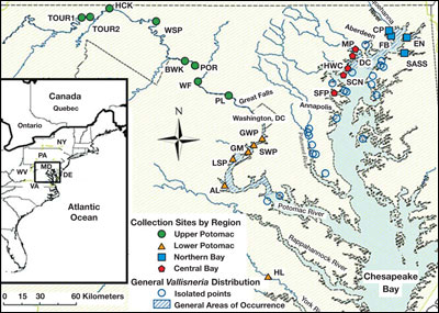 map showing where wild celery is in Maryland
