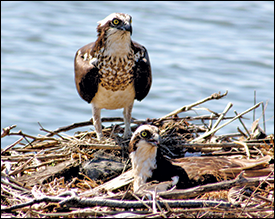 Osprey. Credit: Maryland Environmental Service