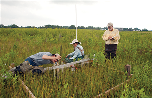 Research team studying Poplar Island marsh. Credit Jeffrey Brainard