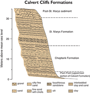 Geologic formations visible in Calvert Cliffs redrawn by Sandy Rodgers from figures in Clark et al. 2004