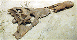 Crocodile courtesy of Stephen Godfrey, Calvert Marine Museum