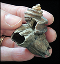 Sea snail courtesy of Stephen Godfrey, Calvert Marine Museum