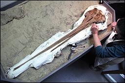 now-extinct long-snouted dolphin courtesy of Stephen Godfrey, Calvert Marine Museum