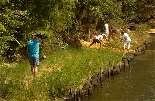 'Living Shoreline Planting. Photograph: David Harp,