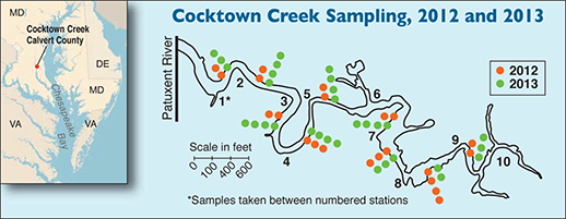 Map of Cocktown Creek courtesy of the CHESPAX program; Chesapeake Bay map courtesy of University of Texas Map Library
