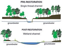 Stream restoration illustration. Credit: Solange Filoso, University of Maryland Center for Environmental Science (UMCES)