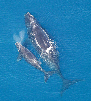North Atlantic right whale. Credit: NOAA/NMFS