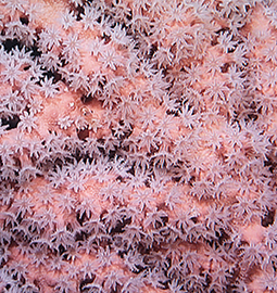 Bubblegum coral. Credit: NOAA-OER/BOEM/USGS