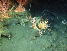 Plastic wrapped around coral. Credit: NOAA-OER/BOEM/USGS