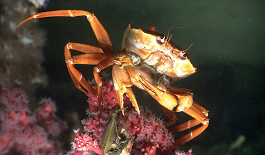 Deep-sea red crab. Credit: NOAA Okeanos Explorer Program
