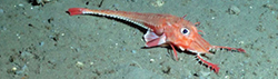 Armored sea robin. Credit: NOAA-OER/BOEM/USGS