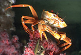 Deep-sea red crab. Credit: NOAA Okeanos Explorer Program