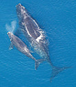 North Atlantic right whale. Credit: NOAA/NMFS