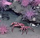 Atlantic Canyons: Pathways to the Abyss