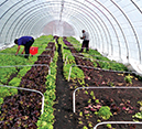 Fresh produce grows year-round inside plastic-covered greenhouses. Credit: Wendall Holmes, Strength to Love II