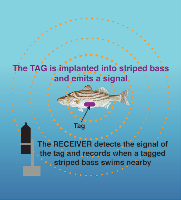 Helping The Striped Bass Fishery Through Satellite Tagging