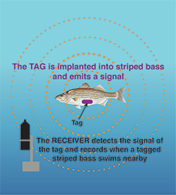 Diagram of a striped bass with a tag with signal picked up by a  receiver. Illustration, recreated by Sandy Rodgers from the original by the Fisheries Conservation Foundation, except the striped bass, which is by Duane Raves