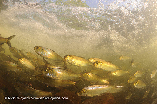 A school of alewives and herring. Photograph by Nick Caloyianis