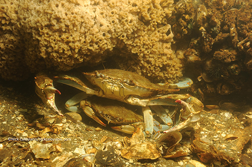 A male crab cradels a female. Photograph by Nick Caloyianis