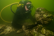 Scuba diver bagging oysters. Photograph, Michael Eversmier