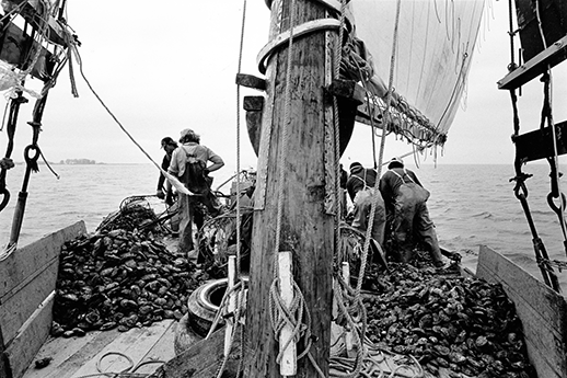 Oyster harvest on a skipjack. Photograph by Skip Brown