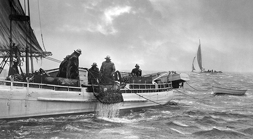 Choptank Oyster Dredgers. Photograph, A. Aubrey Bodine, copyright  Jennifer B. Bodine