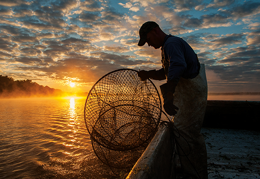 Nippering for oysters.  Photograph courtesy of Jay Fleming