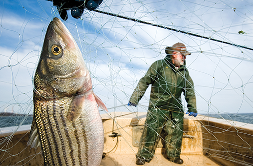 A gill net anchored in the Potomac River.  Photograph courtesy of Jay Fleming
