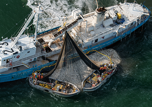 A purse seining net being hoisted.  Photograph courtesy of Jay Fleming