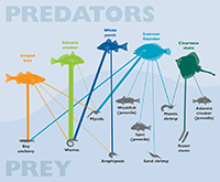 Predator/Prey Graphic: Nicole Lehming; Source: Scientific and Technical Advisory Committee, Chesapeake Bay Program