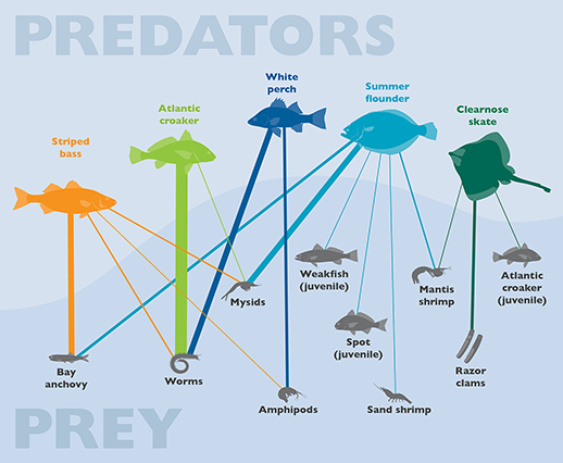 Online Chesapeake Bay Charts