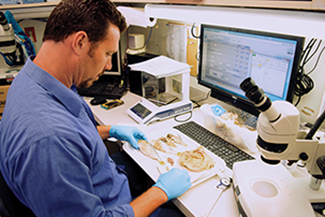 Gregg Mears examines stomach content of a predator. Photograph, Jeffrey Brainard