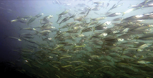 School of menhaden. Photograph, NOAA Fisheries/Jerry Prezioso