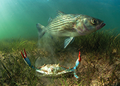 Striped bass and blue crab. Photograph, Jay Fleming