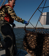 Don Webster hauling oysters on the Aquarius. Photograph, Michael W. Fincham