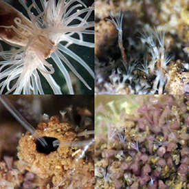 White anemone (top left); bryozoans (top right); a whip mud worm (bottom left); and stentors (bottom right). Photograph, Adam Frederick