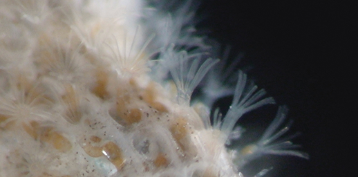 Lacy crust bryozoan. Photograph, Adam Frederick