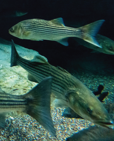 Image of 3 striped bass swimming in a giant tankwith gravel and rocks on the bottom. Photograph, Will Parsons