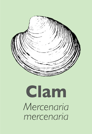 Illustration of a clam
