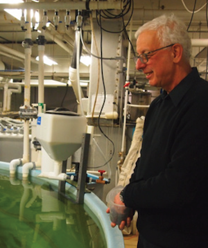 Yonathan Zohar, who focuses on marine and aquaculture biotechnology, feeds fish in IMET‘s aquaculture center. Photograph, Rona Kobell