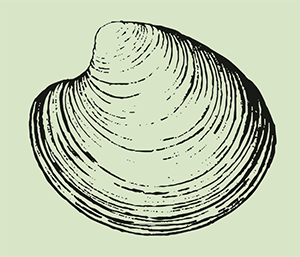 Clam