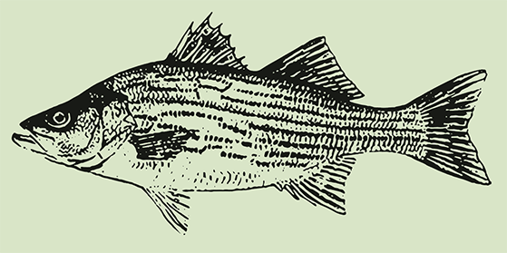 Hybrid striped bass