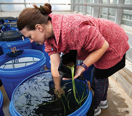 Image of ecologist Katia Engelhardt over a large bucket full of water and live celery.
