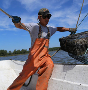 Kent County Oyster Farmer Scott Budden brings knowledge, enthusiasm, and maybe oysters to our board.