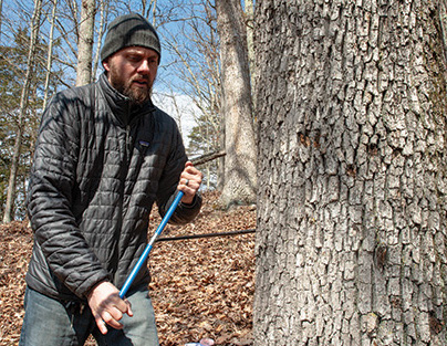 Image of Ecologist Andrew Elmore extracting a core sample from a tree in Green Ridge State Forest