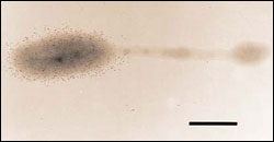 Micrograph of Hyphomonas adherans - photo by Ronald Weiner