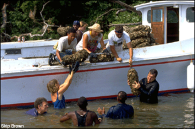 Planting oysters in the Choptank River - photo by Skip Brown
