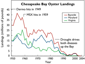 Plot showing dramatic deline in oyster harvest from 1950 to present day